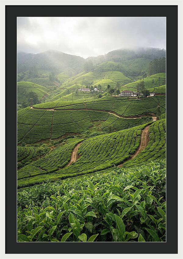 Farm Tea Serenity In Sri Lanka