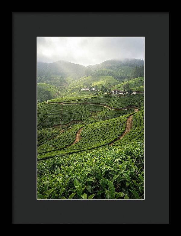 Farm Tea Serenity In Sri Lanka