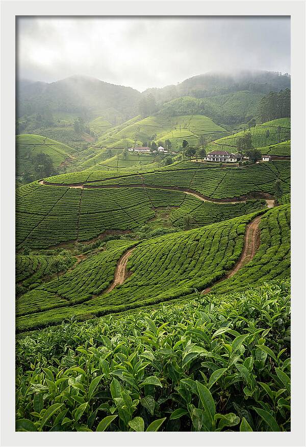 Farm Tea Serenity In Sri Lanka