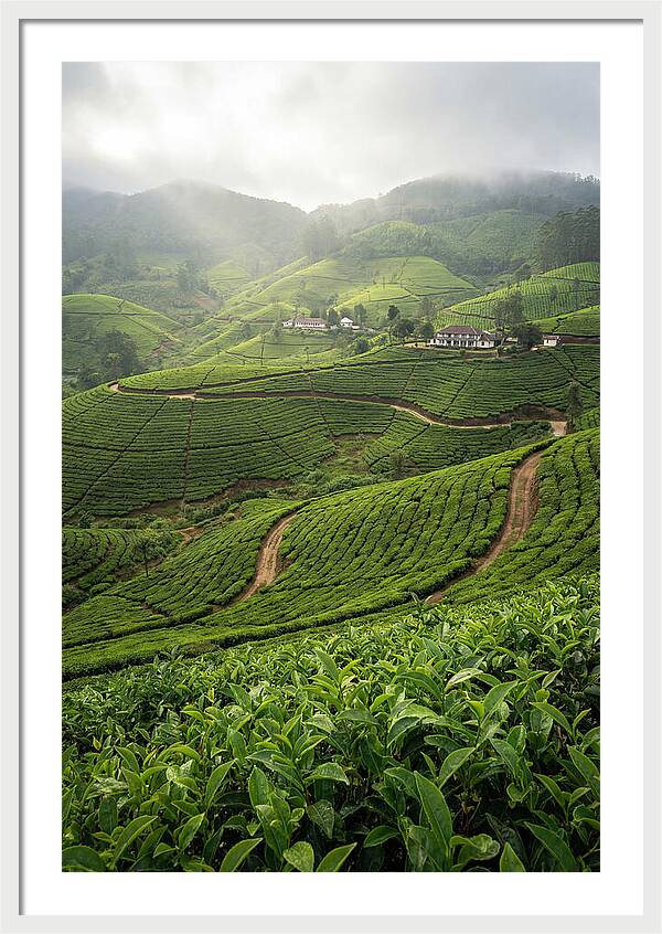 Farm Tea Serenity In Sri Lanka