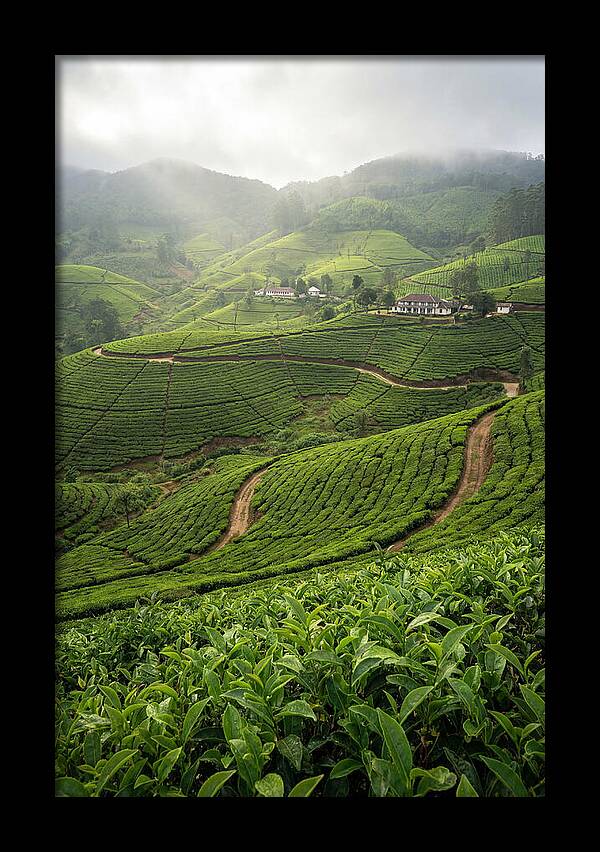 Farm Tea Serenity In Sri Lanka