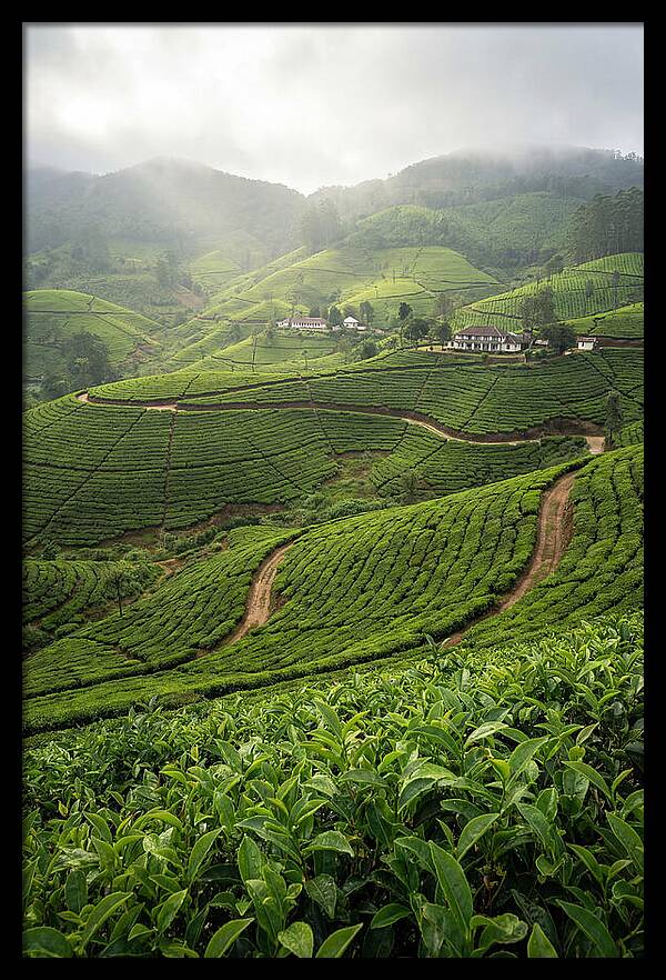 Farm Tea Serenity In Sri Lanka