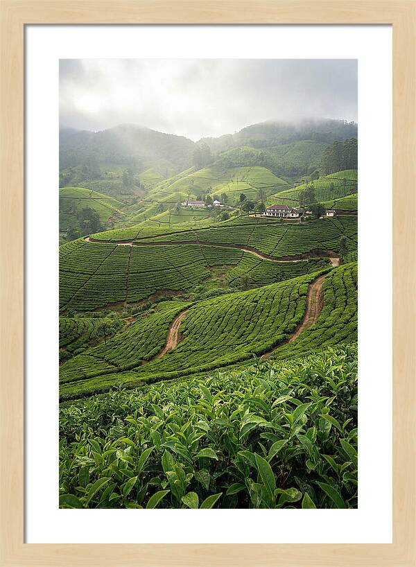 Farm Tea Serenity In Sri Lanka