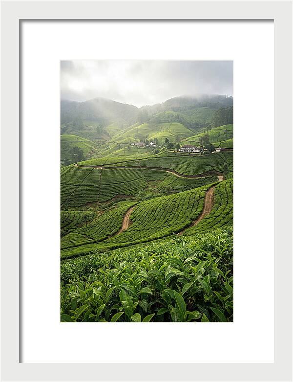 Farm Tea Serenity In Sri Lanka
