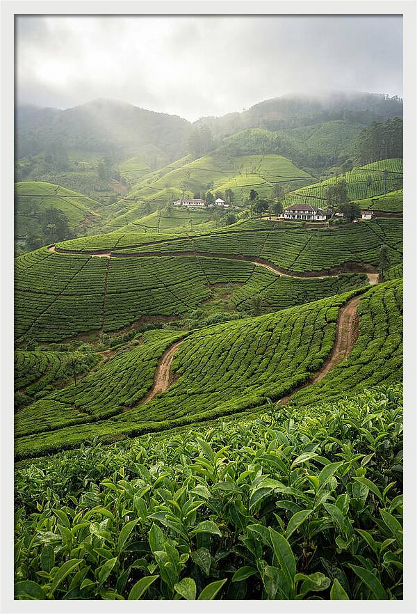 Farm Tea Serenity In Sri Lanka