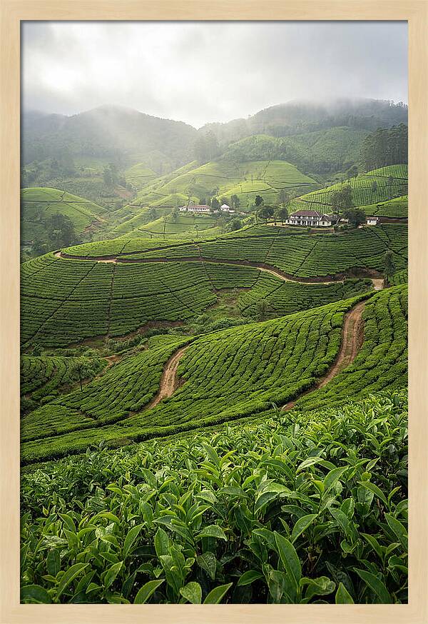 Farm Tea Serenity In Sri Lanka