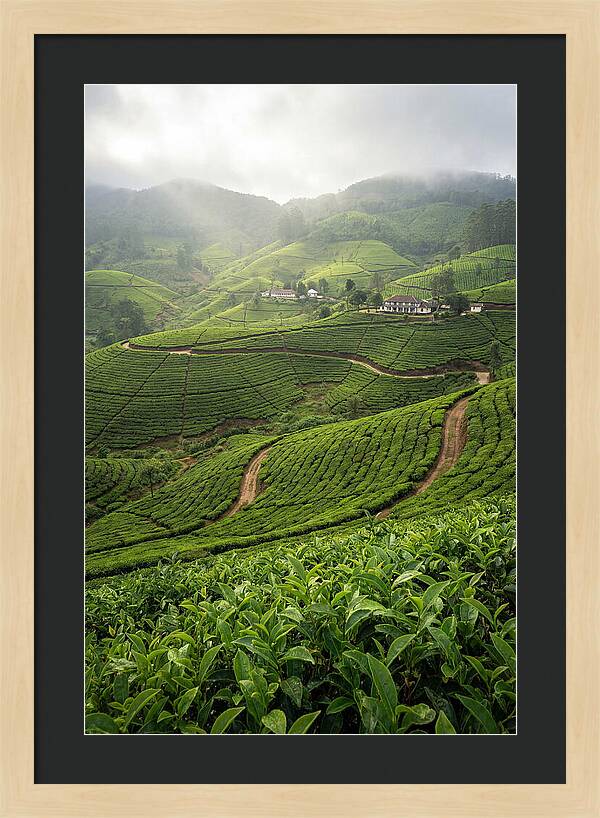 Farm Tea Serenity In Sri Lanka