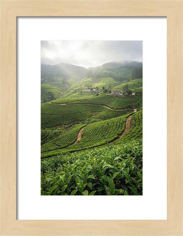 Farm Tea Serenity In Sri Lanka