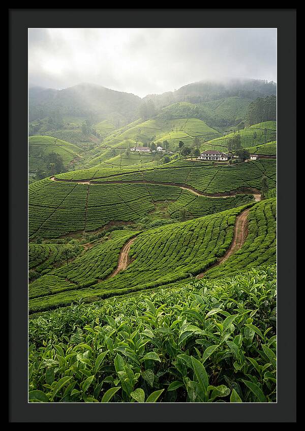 Farm Tea Serenity In Sri Lanka