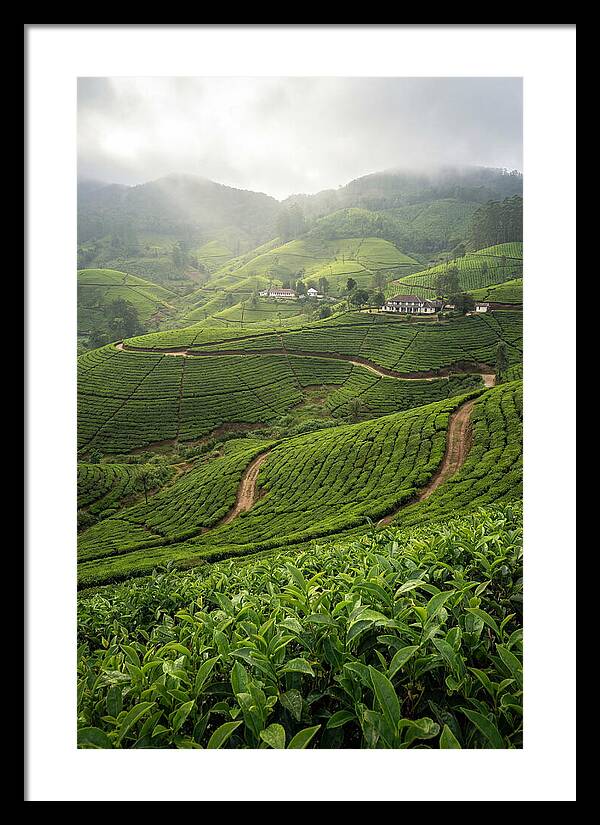 Farm Tea Serenity In Sri Lanka