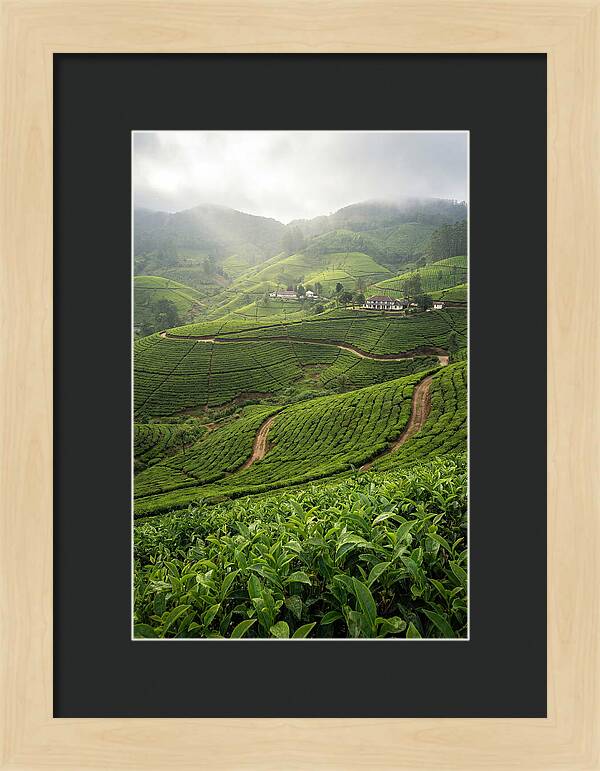 Farm Tea Serenity In Sri Lanka