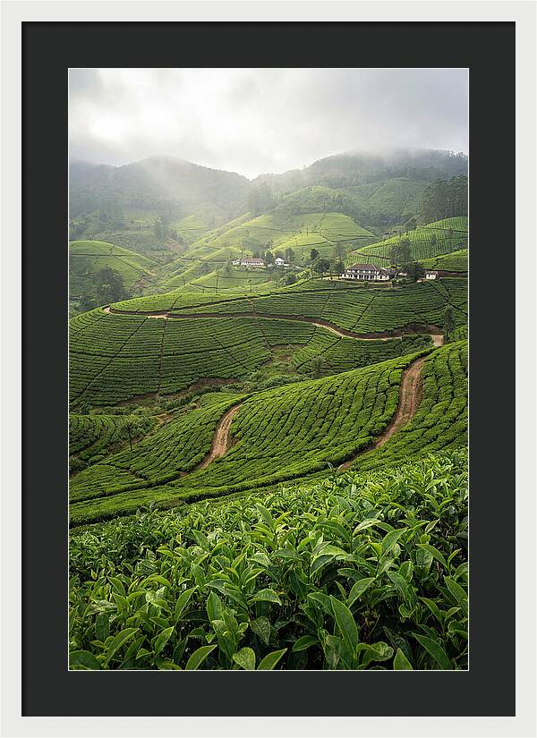 Farm Tea Serenity In Sri Lanka