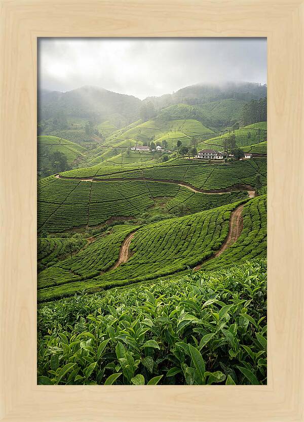 Farm Tea Serenity In Sri Lanka