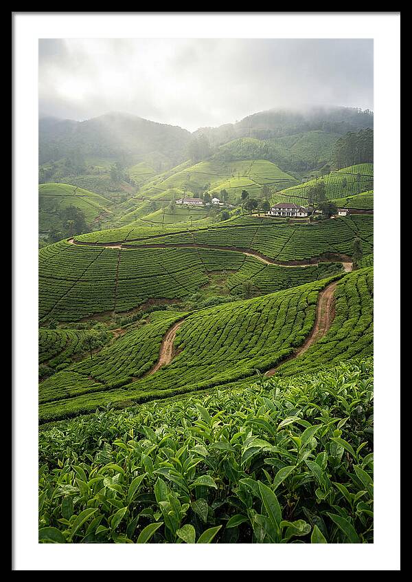 Farm Tea Serenity In Sri Lanka