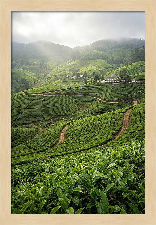 Farm Tea Serenity In Sri Lanka