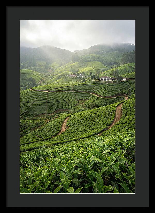 Farm Tea Serenity In Sri Lanka