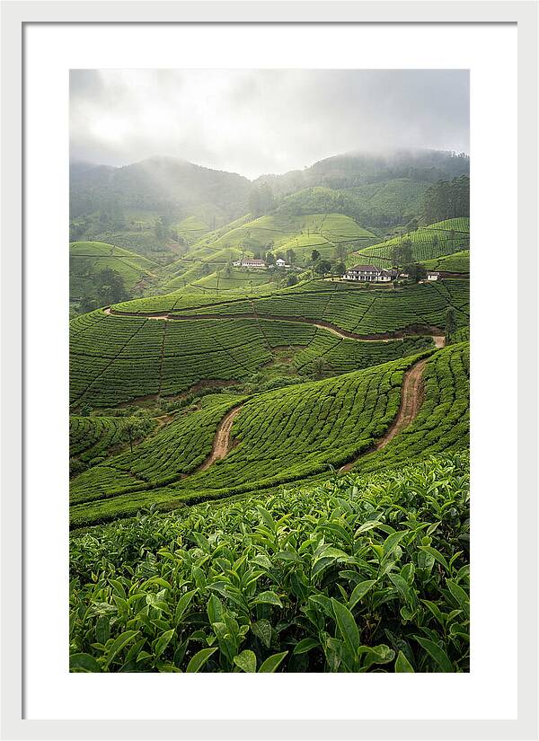 Farm Tea Serenity In Sri Lanka