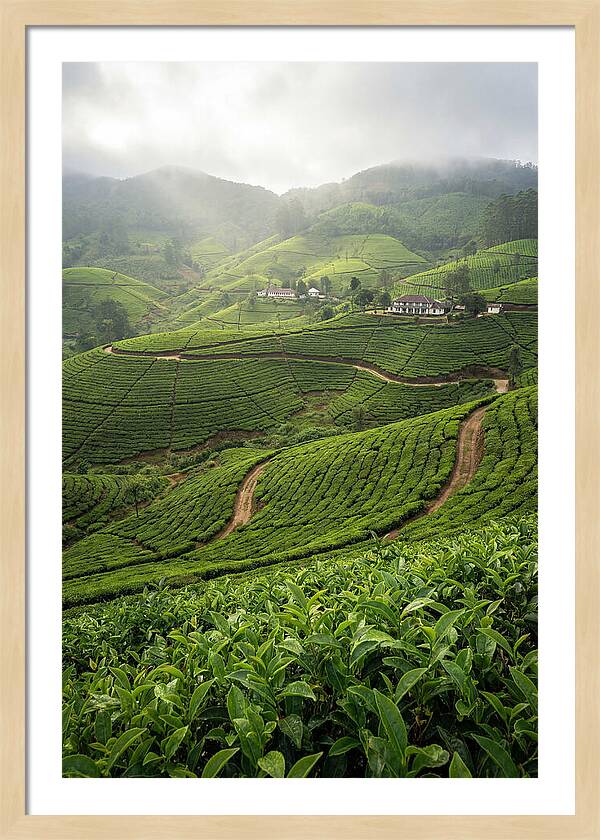 Farm Tea Serenity In Sri Lanka