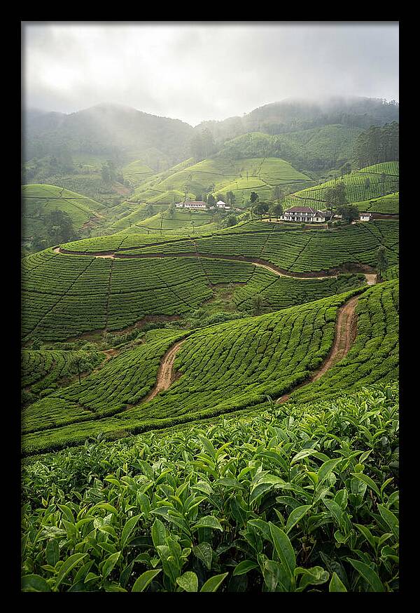 Farm Tea Serenity In Sri Lanka