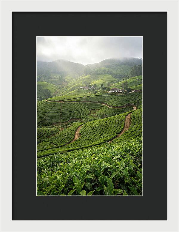 Farm Tea Serenity In Sri Lanka