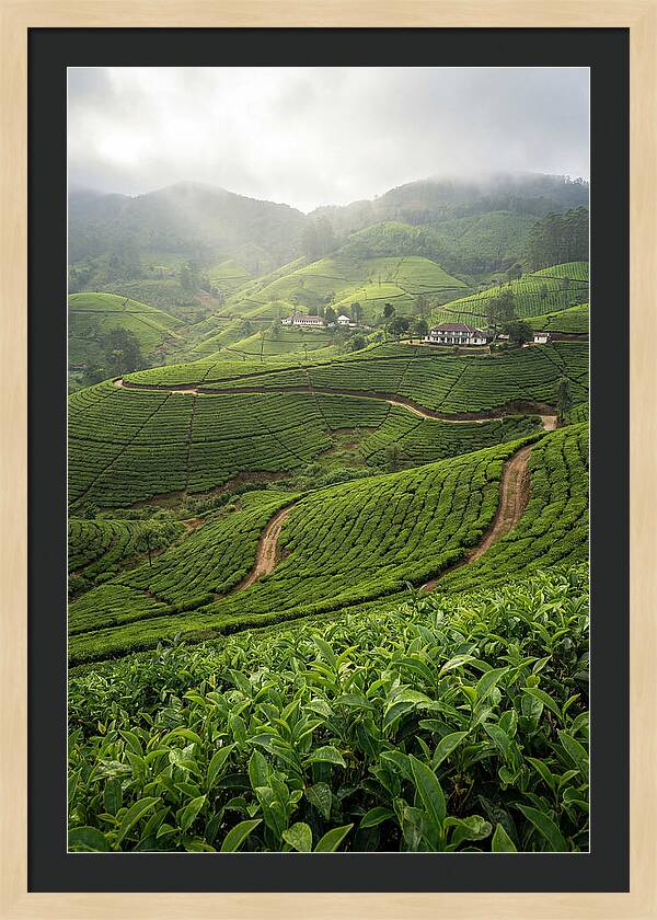 Farm Tea Serenity In Sri Lanka