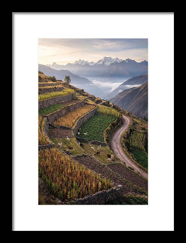 Farm Terraced Andes