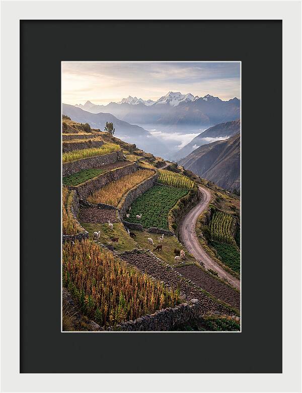 Farm Terraced Andes