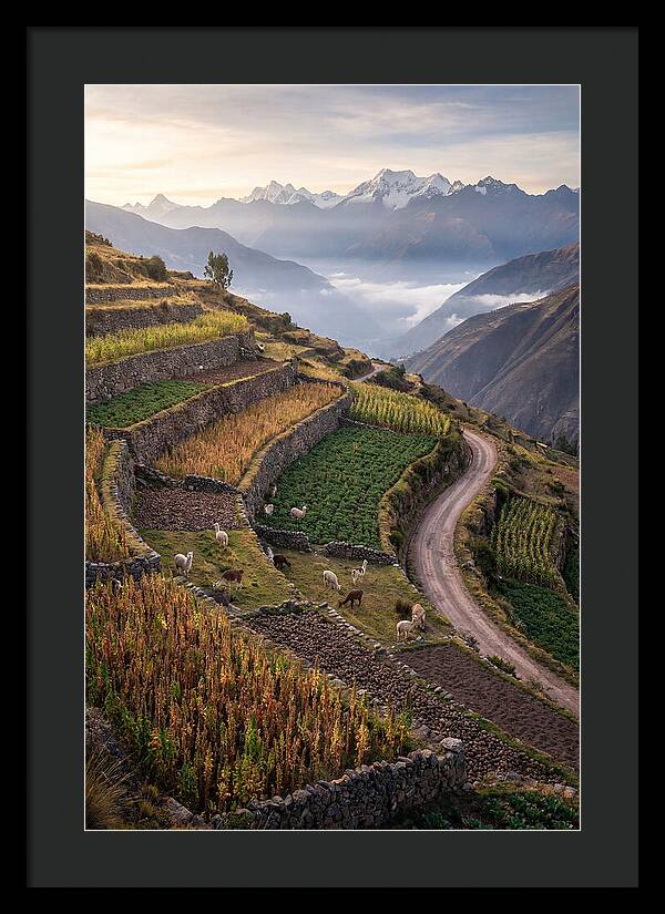 Farm Terraced Andes