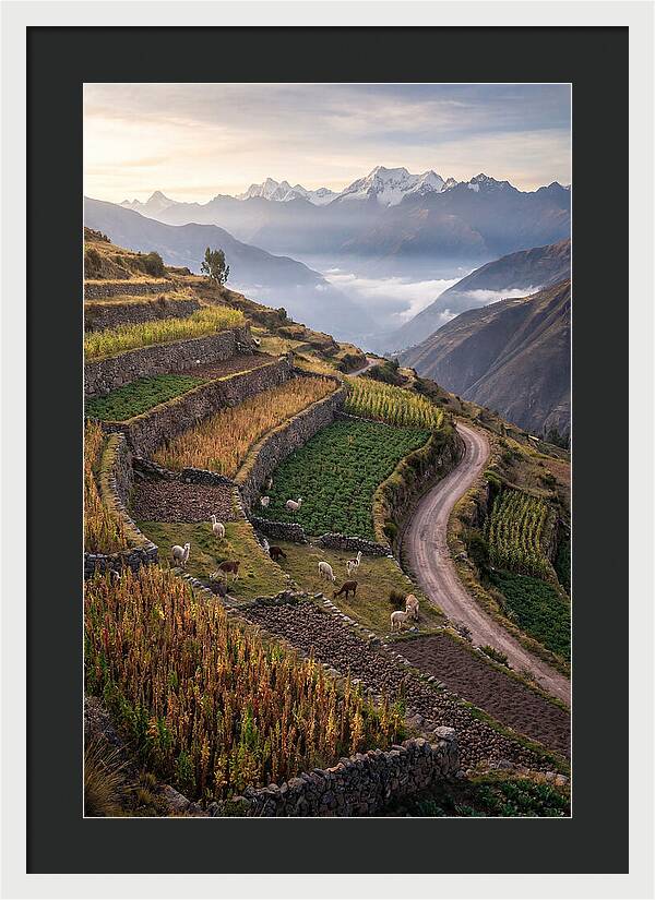 Farm Terraced Andes