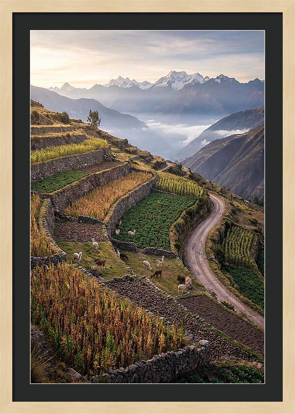 Farm Terraced Andes