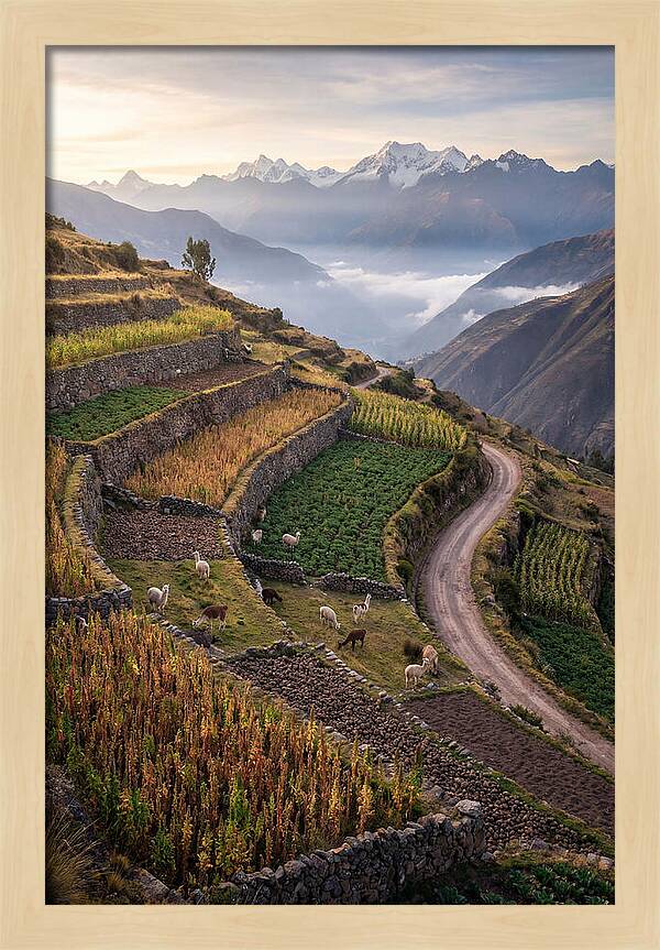 Farm Terraced Andes