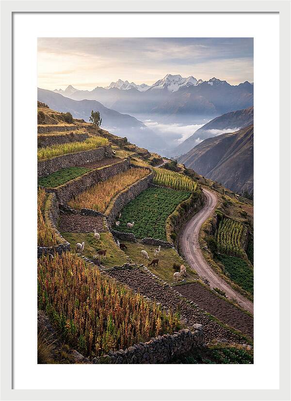 Farm Terraced Andes