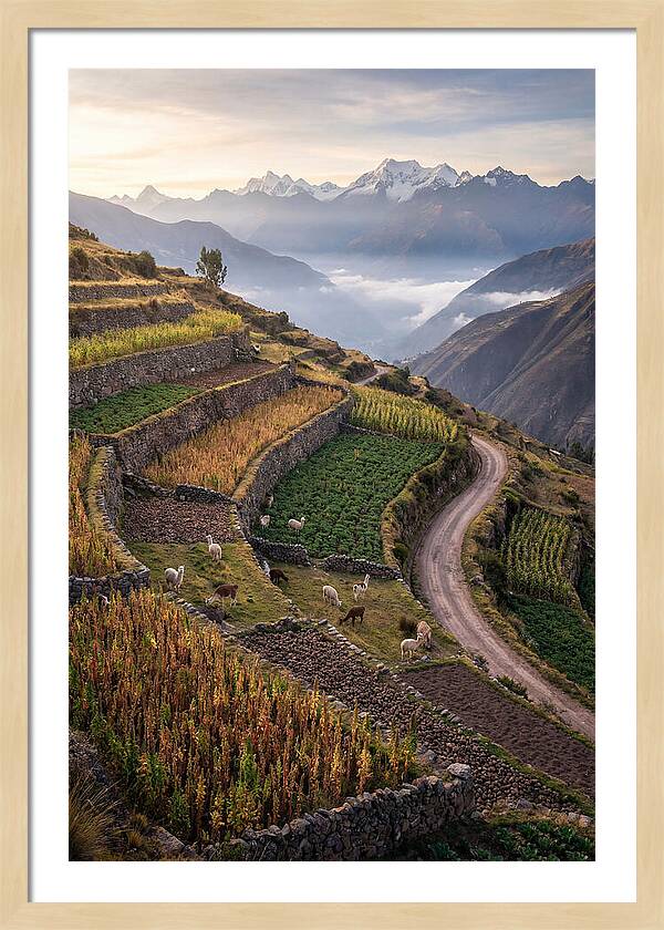 Farm Terraced Andes