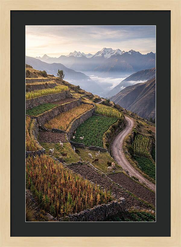 Farm Terraced Andes