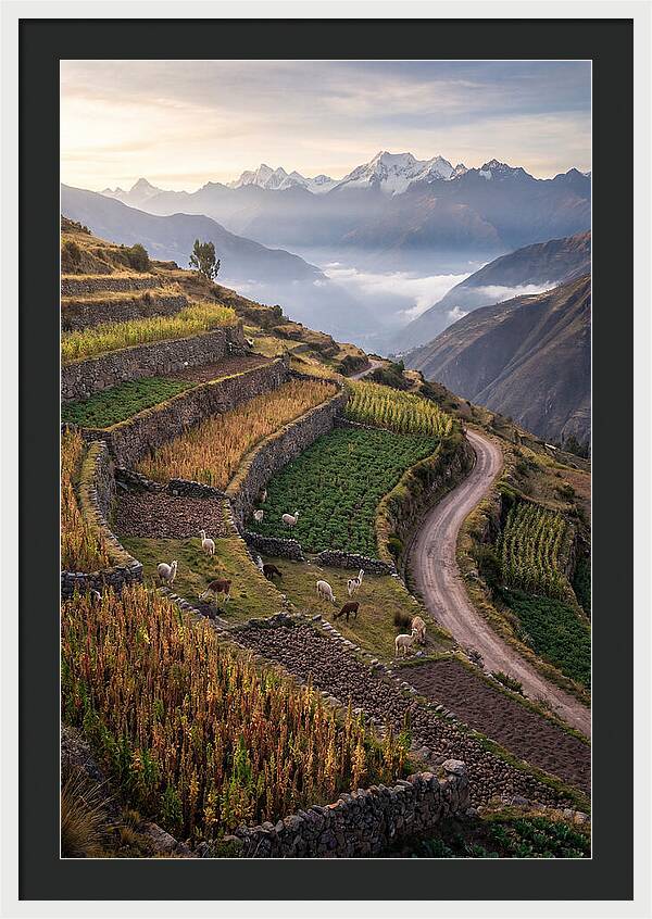 Farm Terraced Andes