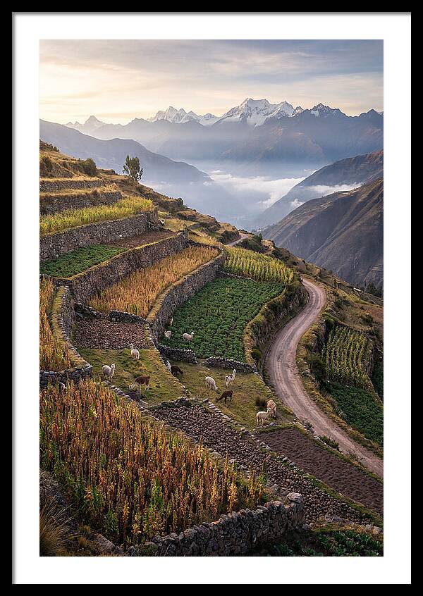 Farm Terraced Andes