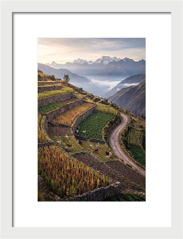 Farm Terraced Andes