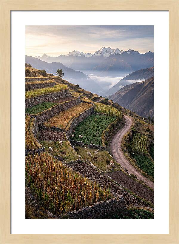Farm Terraced Andes