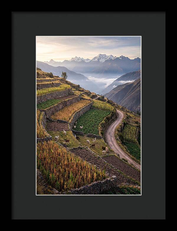 Farm Terraced Andes