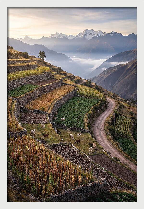 Farm Terraced Andes