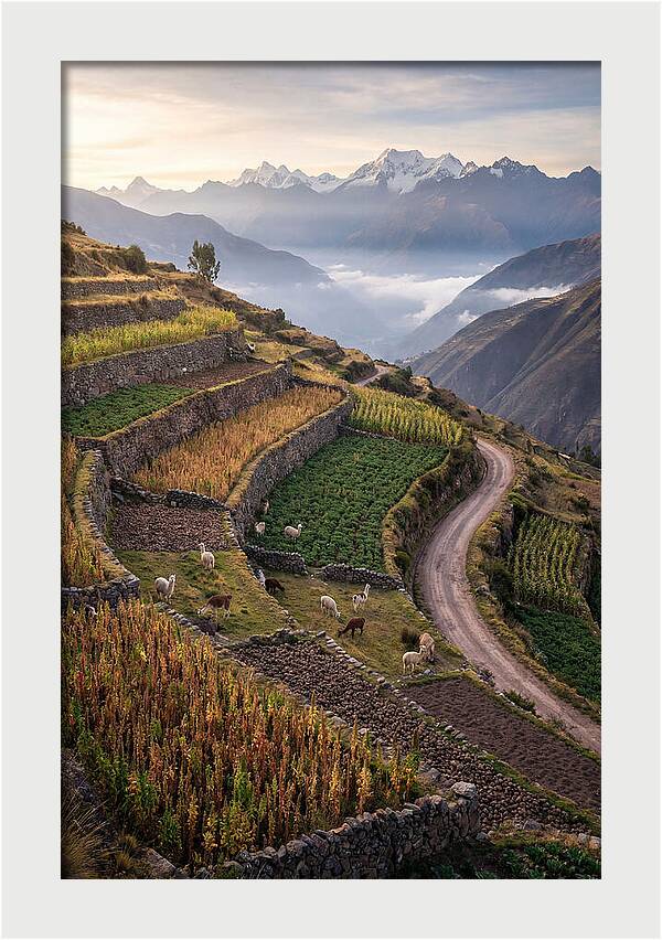 Farm Terraced Andes