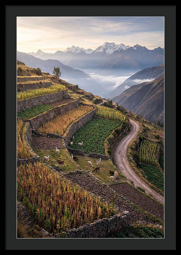 Farm Terraced Andes