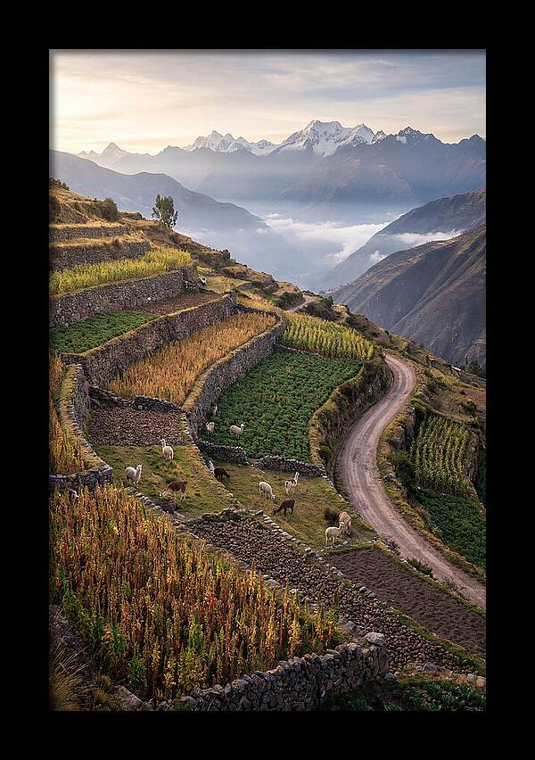 Farm Terraced Andes