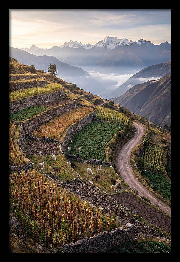 Farm Terraced Andes