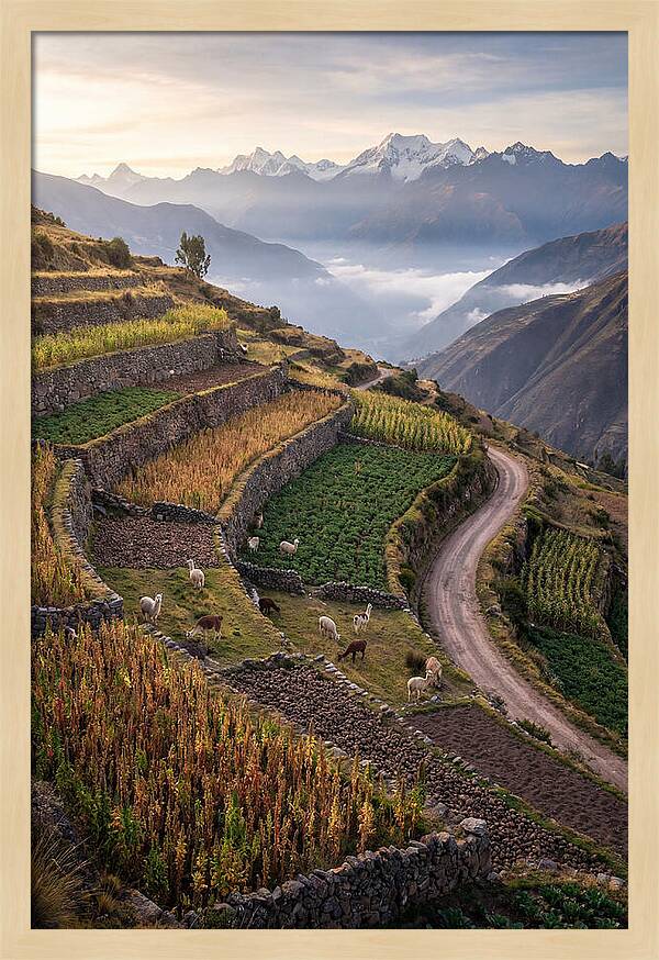Farm Terraced Andes