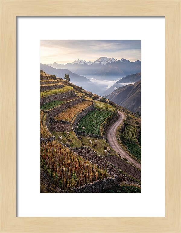Farm Terraced Andes