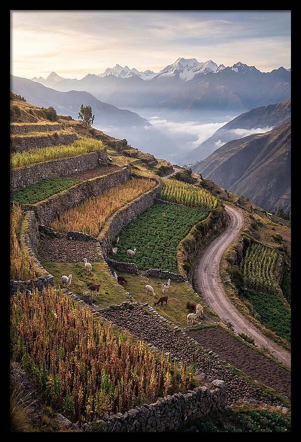 Farm Terraced Andes