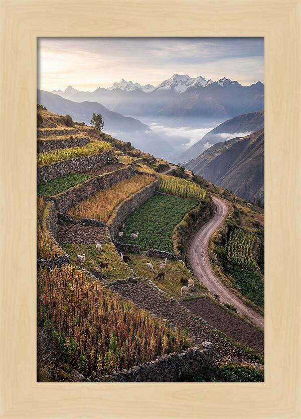 Farm Terraced Andes