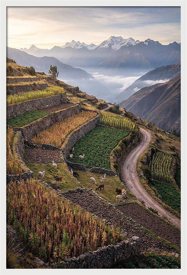 Farm Terraced Andes