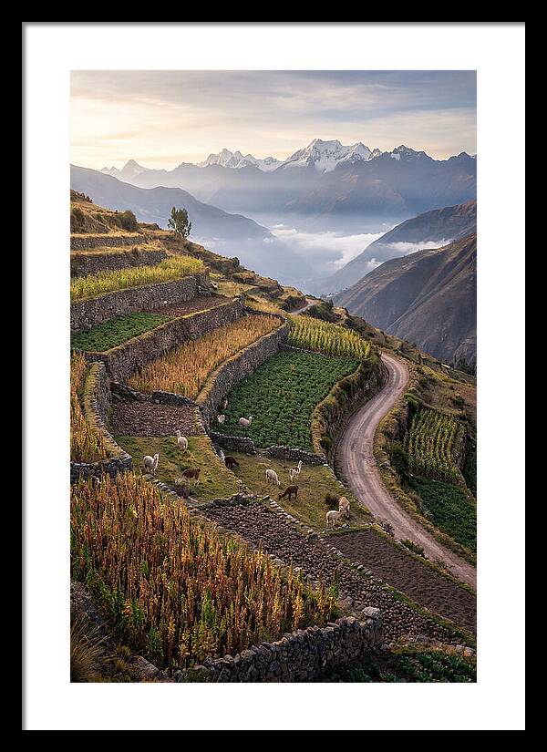 Farm Terraced Andes